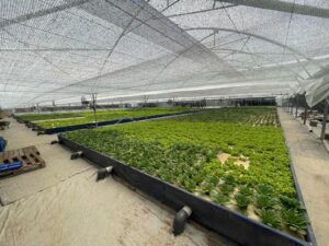 Orbi Group